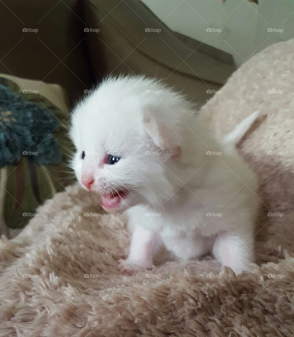 Kitten Roar