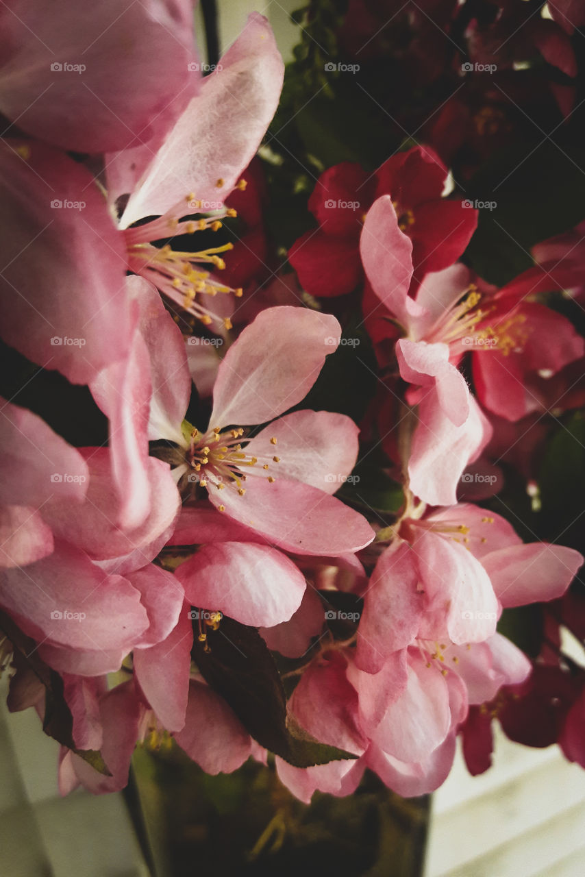 Beautiful pink cherry blossoms