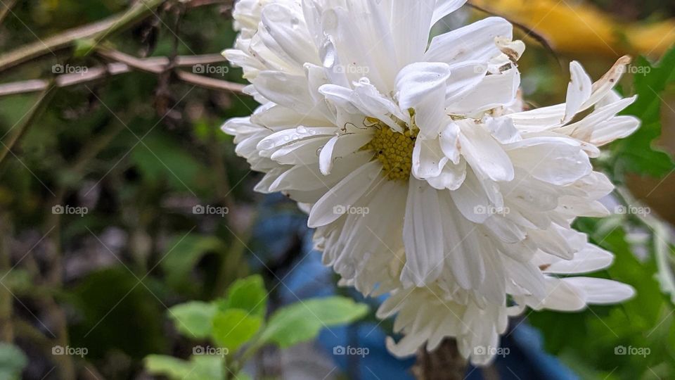 White Flower ✨