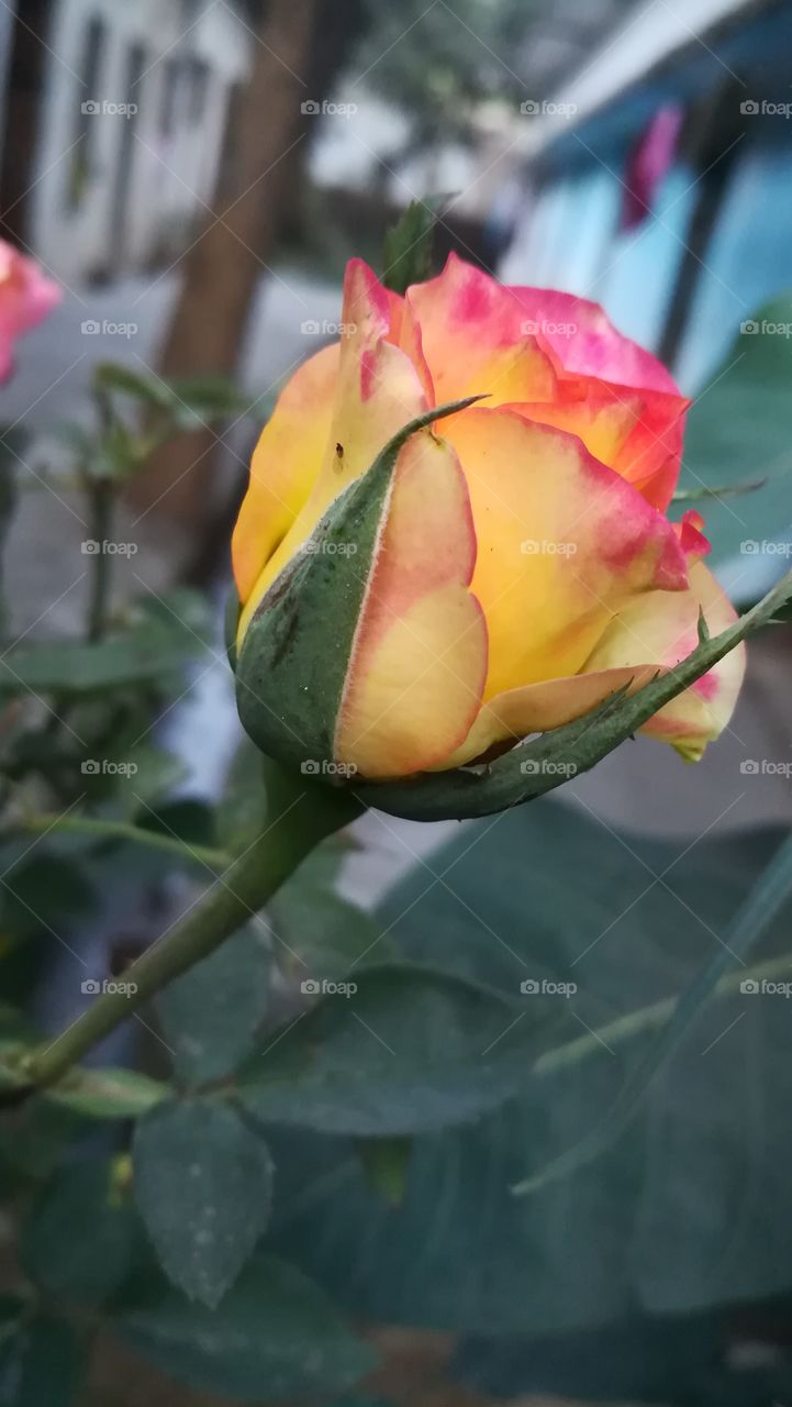 Love the roses. Flower 😍 love
