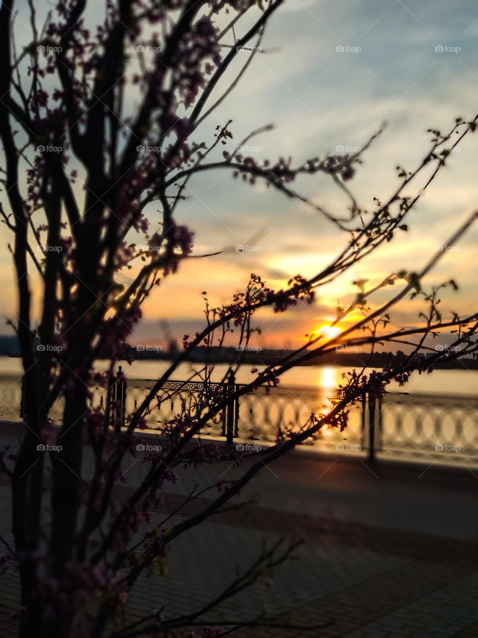 A tree on the background of a sunset