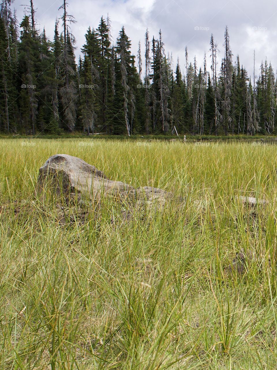 The grassy shoreline of Scott Lake in the mountain forests of Oregon on a summer day.