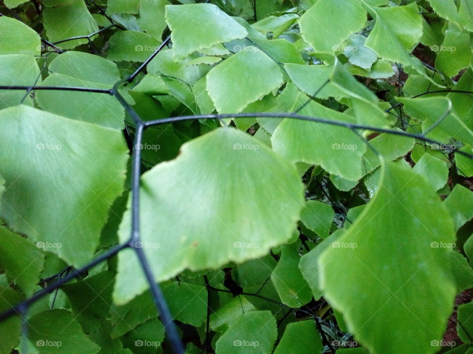Leaves