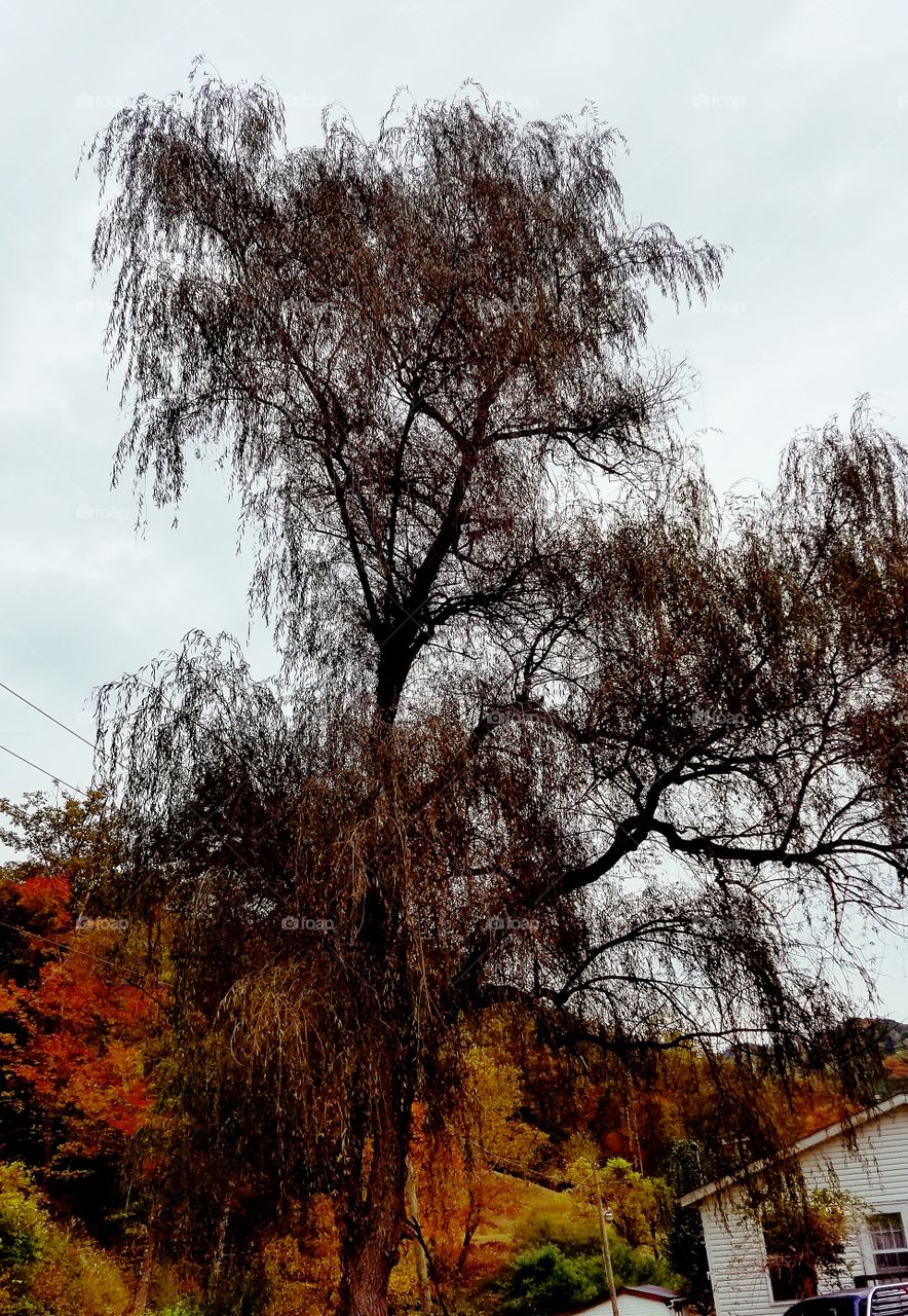 Big Tree In the Fall