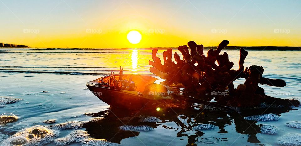 washed up coral and dead crab on beach...