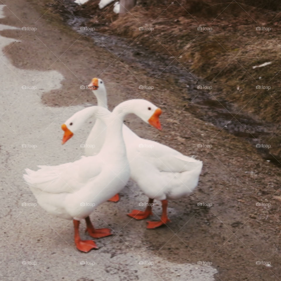 Maine roadside geese.