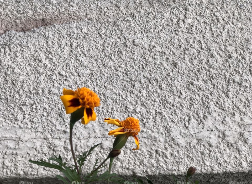 Yellow wall flowers 