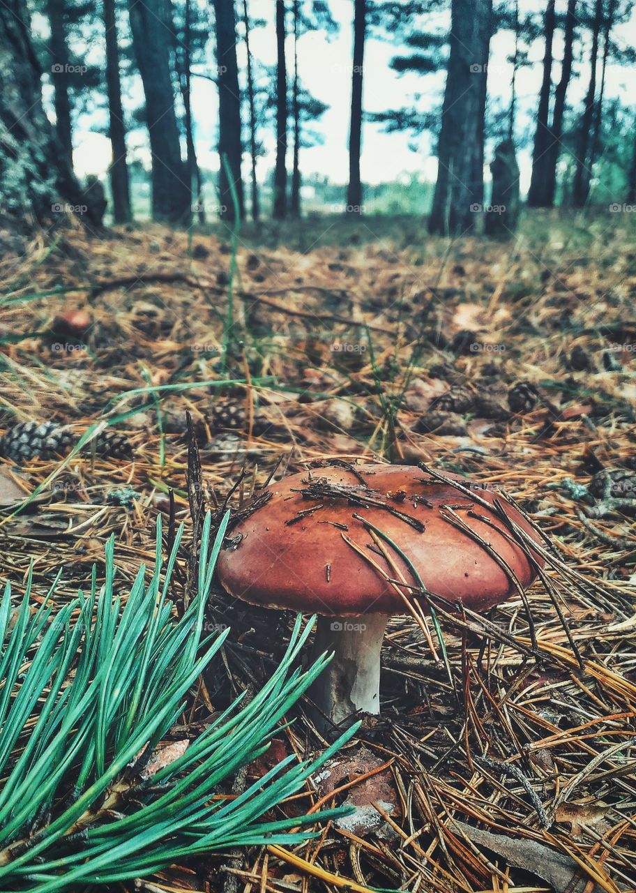 mushroom