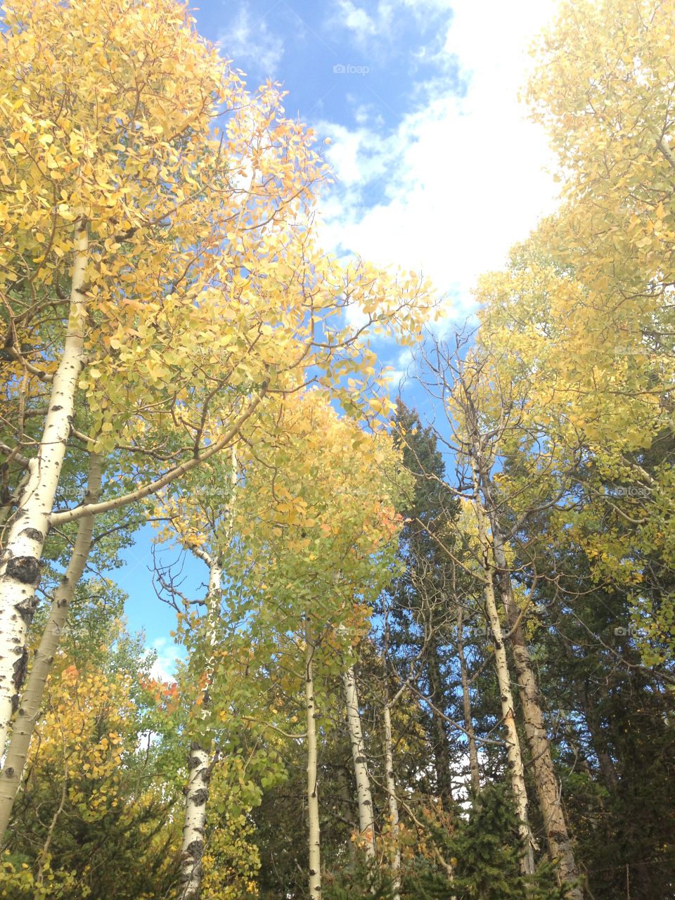 Aspen foliage 