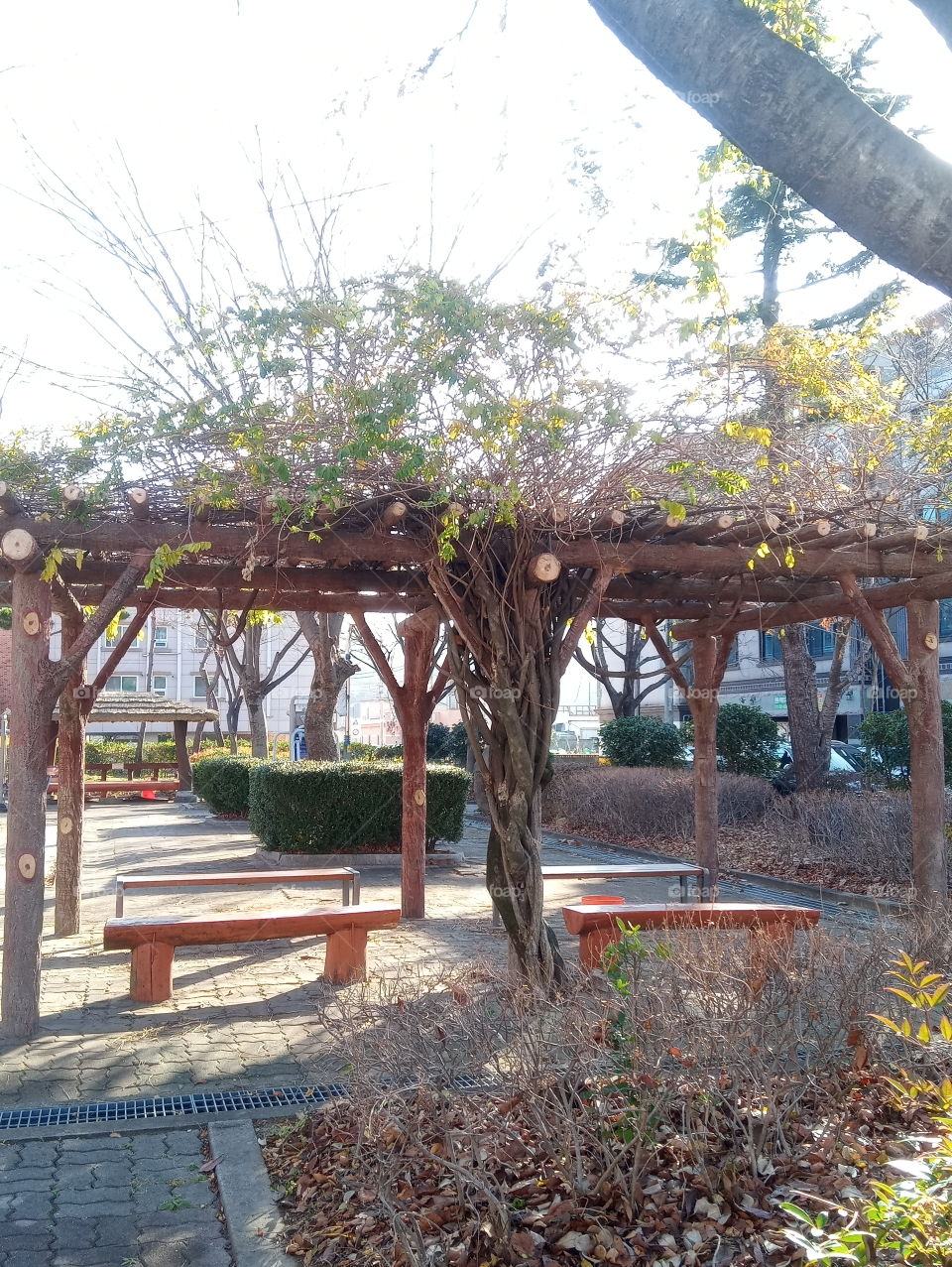 this is a place where people can do exercise or someone who need peace. its quite and have fresh air. this very place is my favorite place. i love this tree that's attached to the wood. its so beautiful like I'm seeing a lady dancing smoothly.