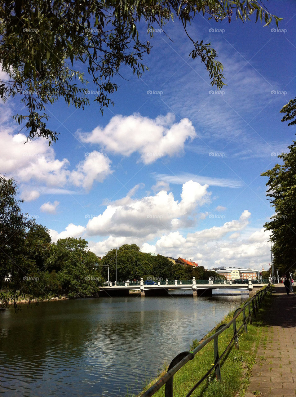 malmö sweden tree träd by ingrid13