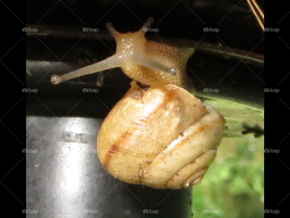 Hanging Snail
