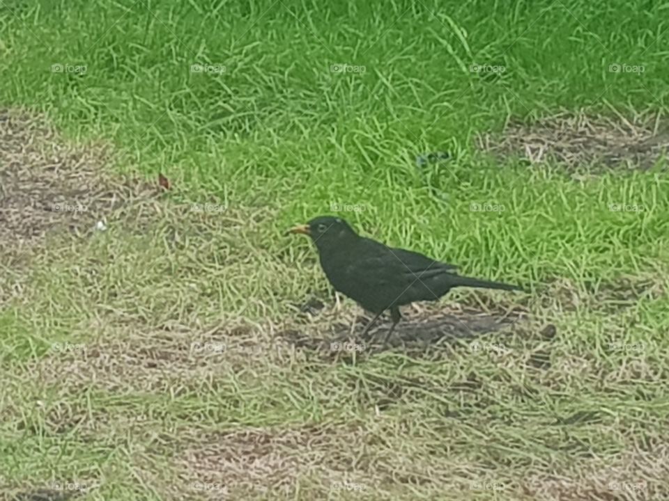 Male completely black and female dark brown in color with slightly lighter breast, which is brown striped. Beak is yellow or orange in color.