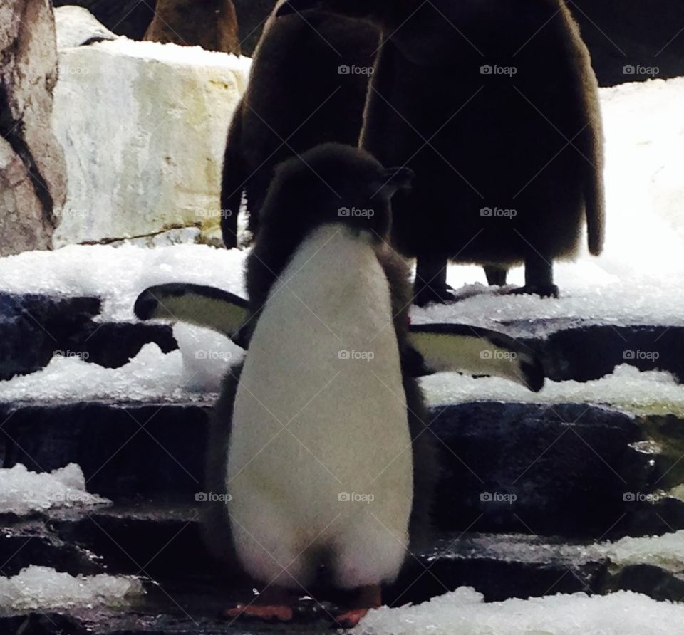 Happy feet penguin 