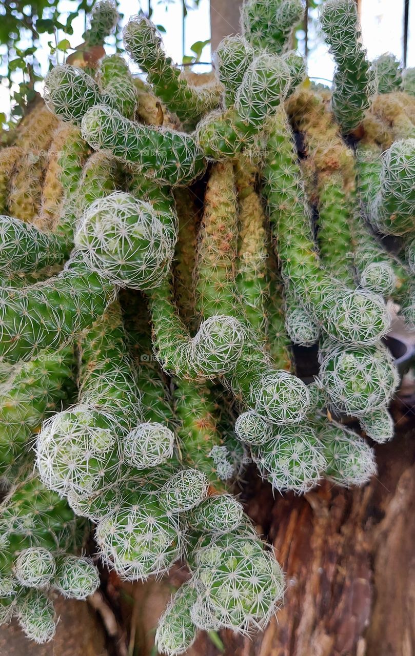 Planta linda de cactos que impõe cuidados devido aos espinhos abundantes.