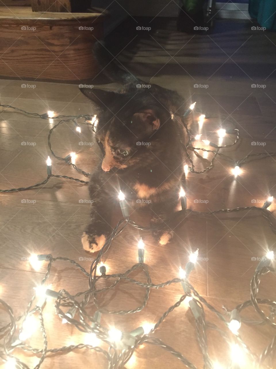 Kahlua helping decorate for Christmas