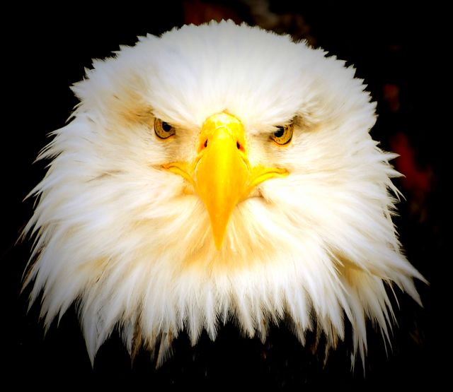 Eagle