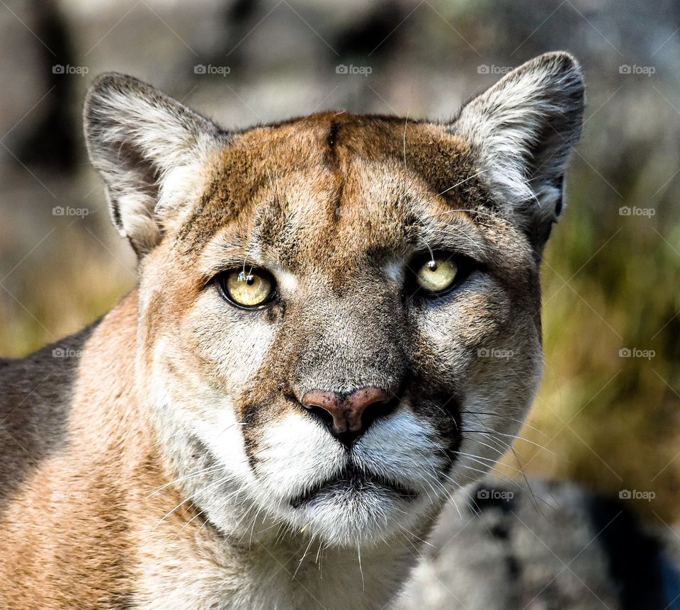 Cougar Eyes