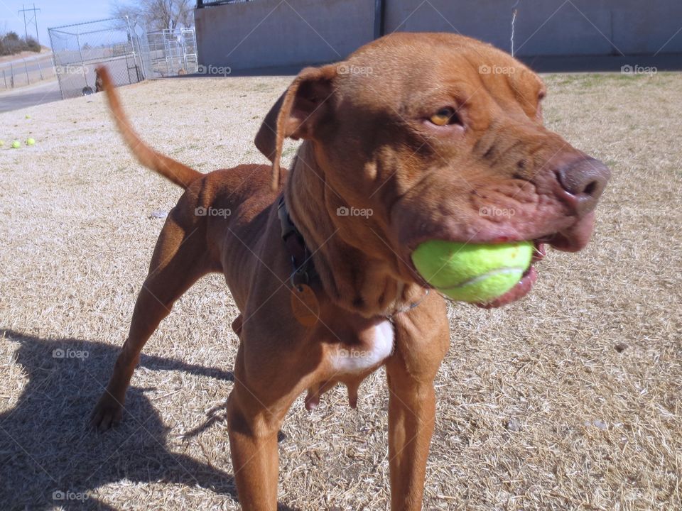 Dog playing with ball