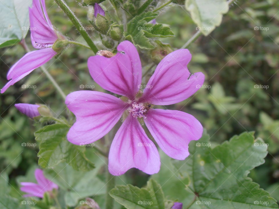 Close Up Of A Purple Crane's Bill Flower