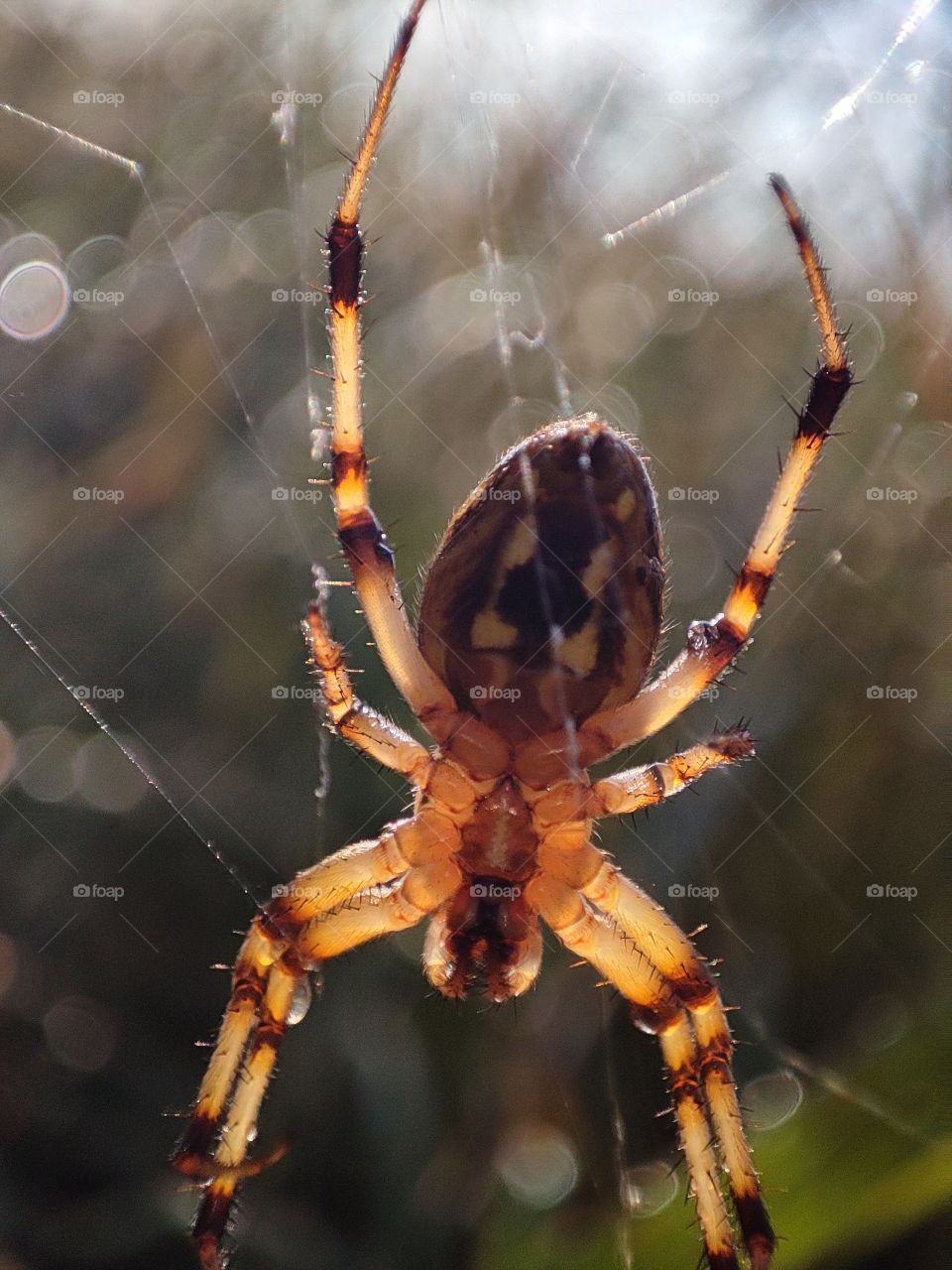 spider lying on its web