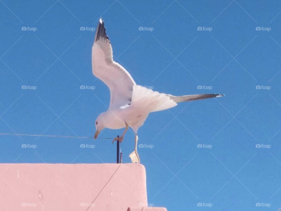 A beautiful seagull on wall.