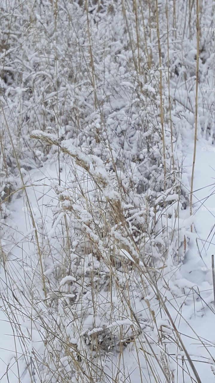 grass in the winter