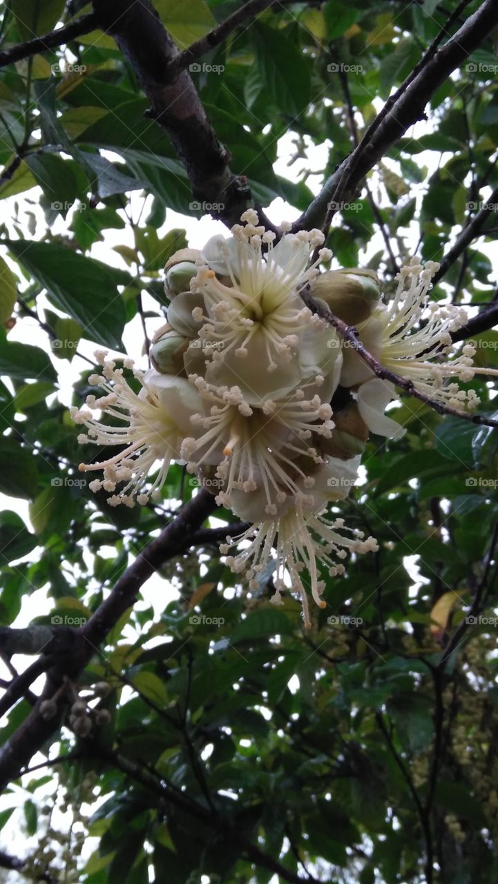 Durian's Flower