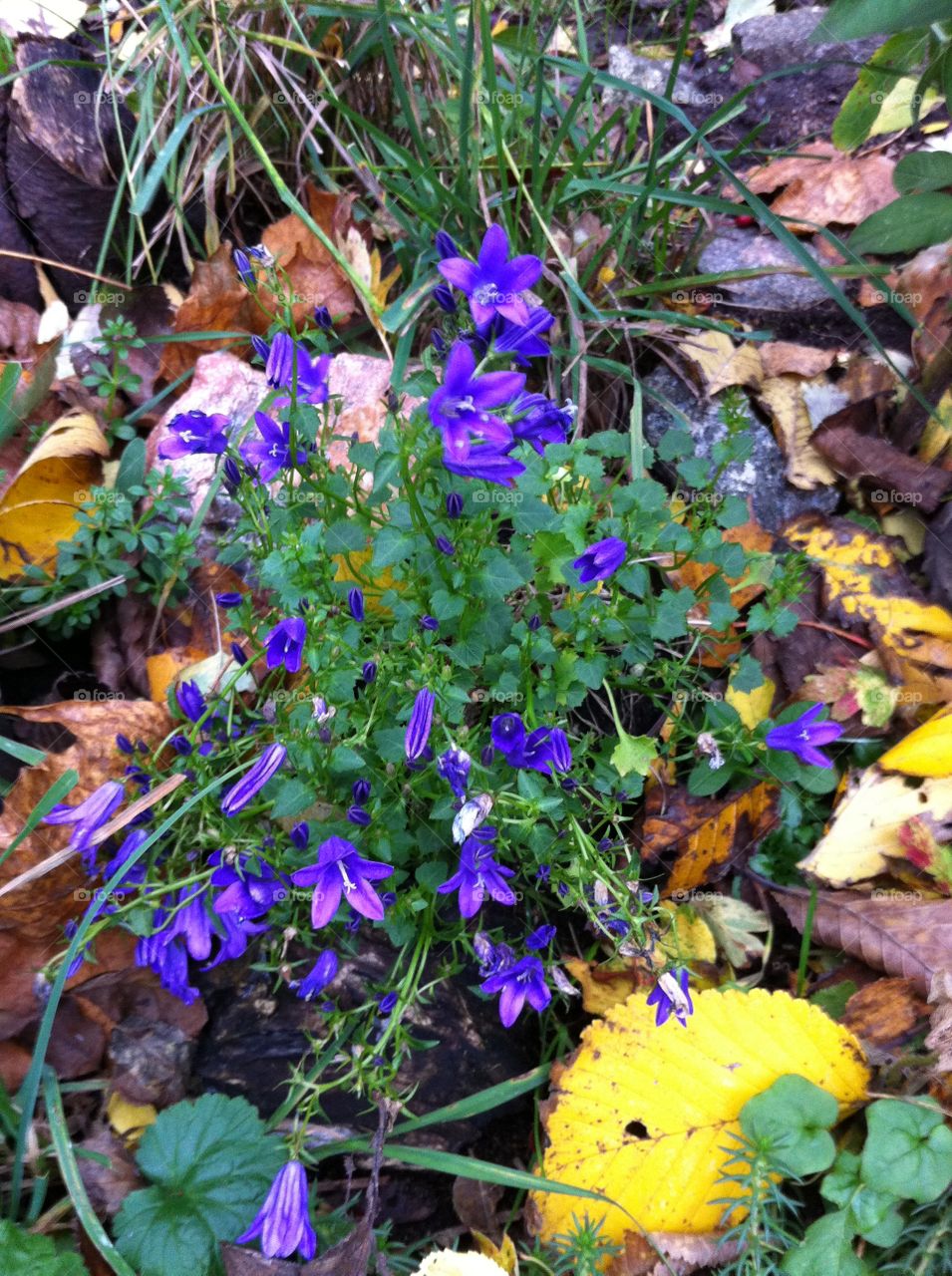 Blue flower carpet. Early spring walking in the wood