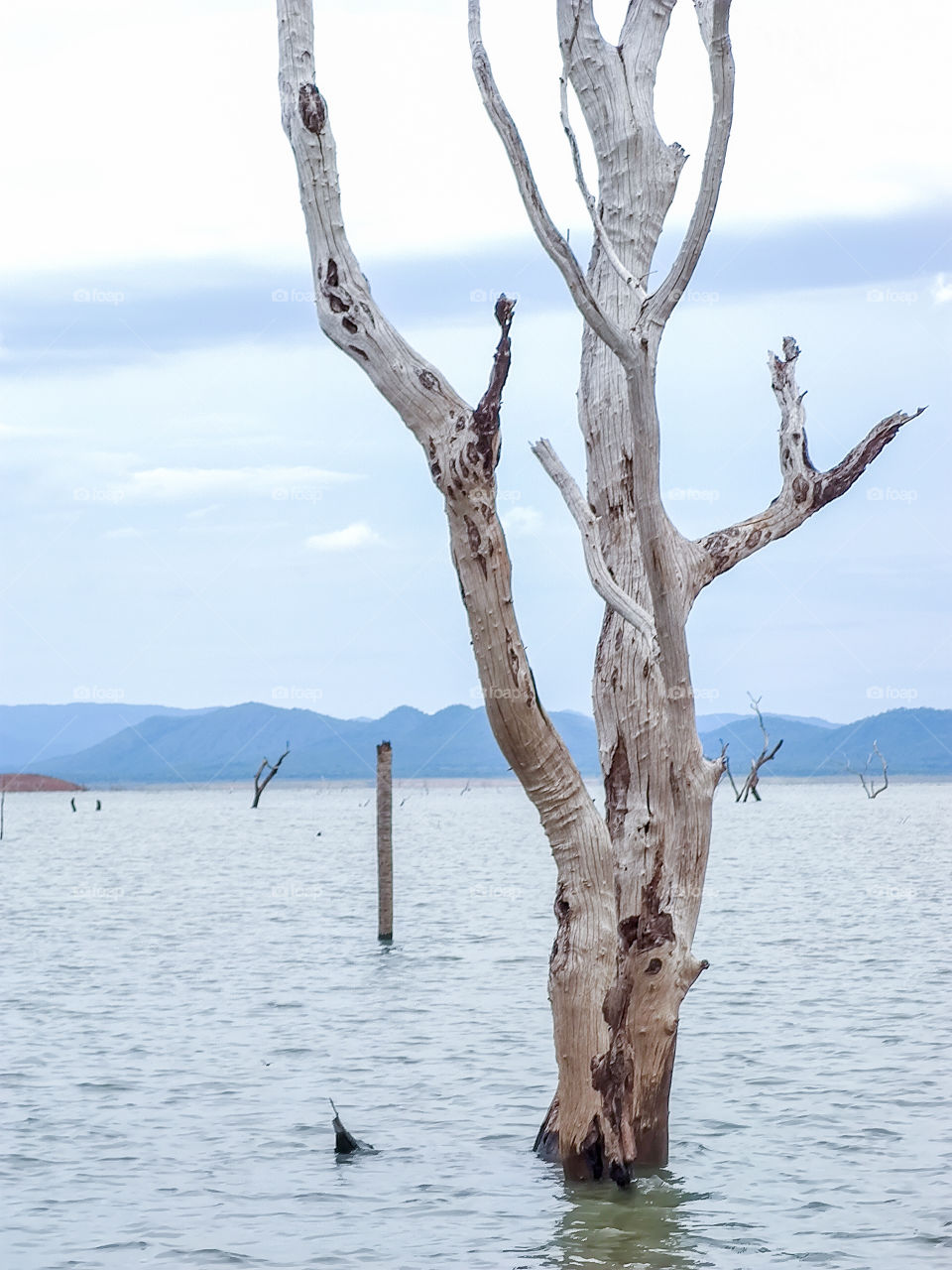 branches of a dry tree in a freshwater lake. Serra da Mesa Lake in Brazil