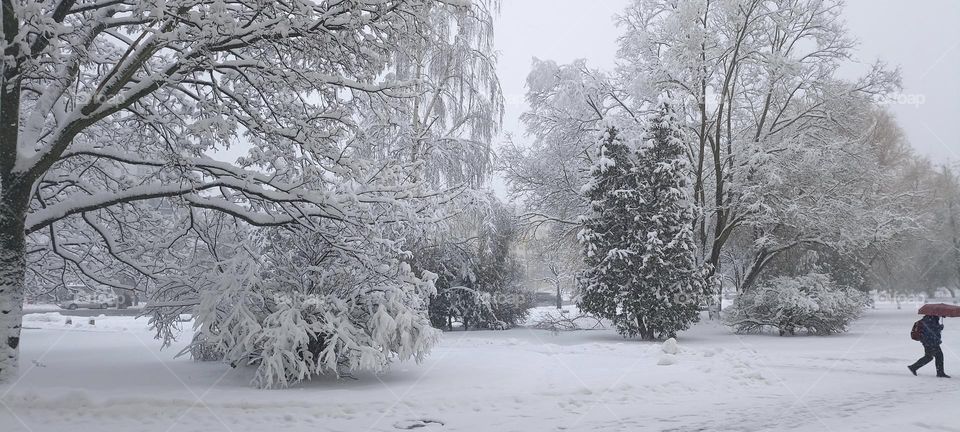 trees in the snow beautiful street view winter time