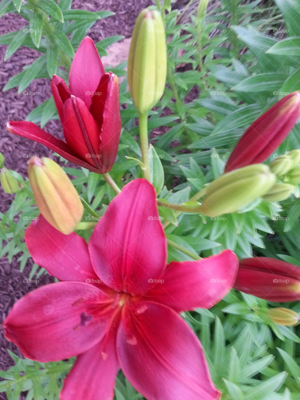 red lily 