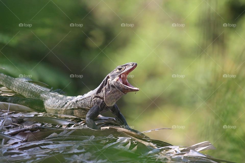 Spiny-tailed iguana on a grass roof in Costa Rica