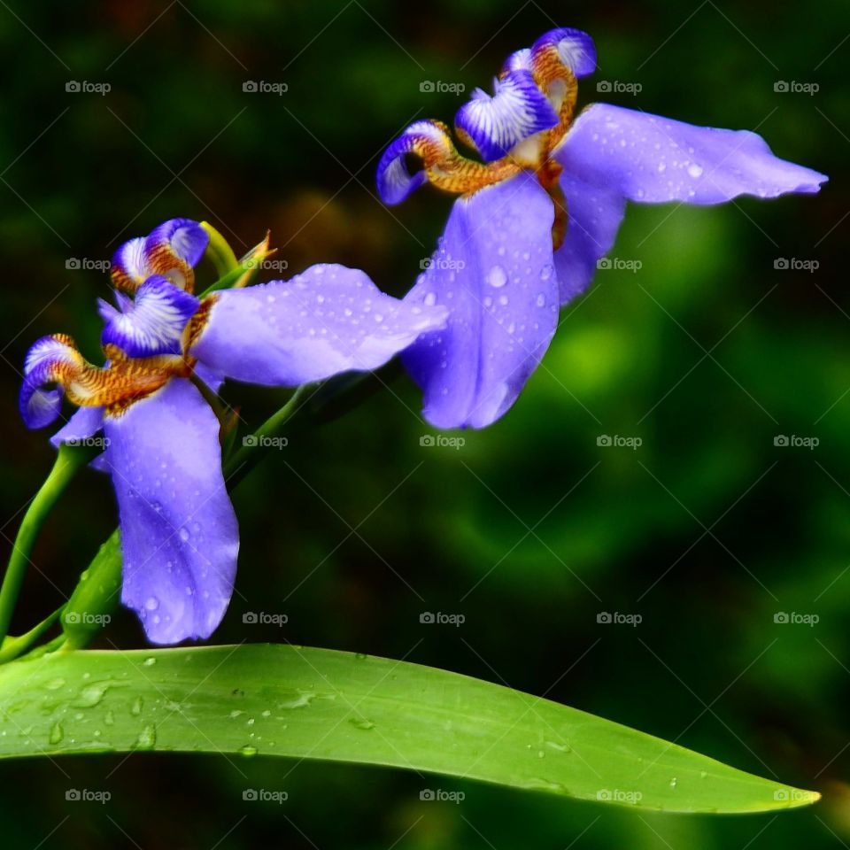 a purple íris flower in the garden