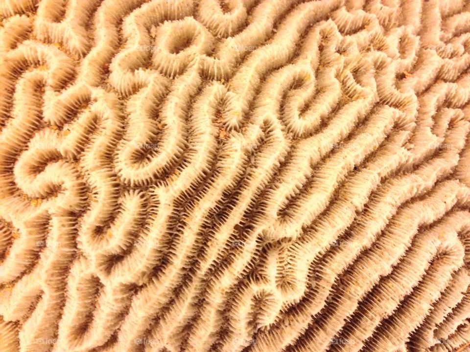 Coral pattern
