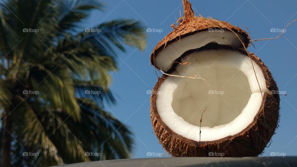 Coconut against sky