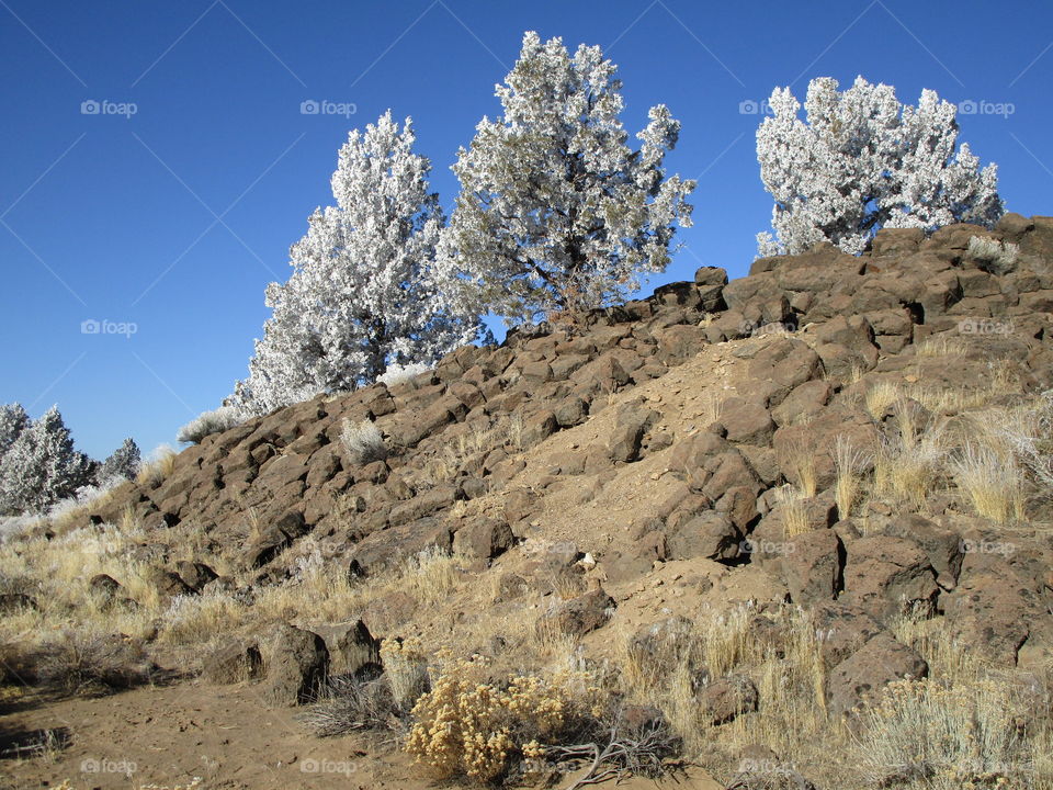 Stunning juniper trees with a fresh coat of frost on a beautiful winter day in Central Oregon. 