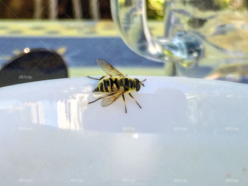 Bee on coffee cup 
