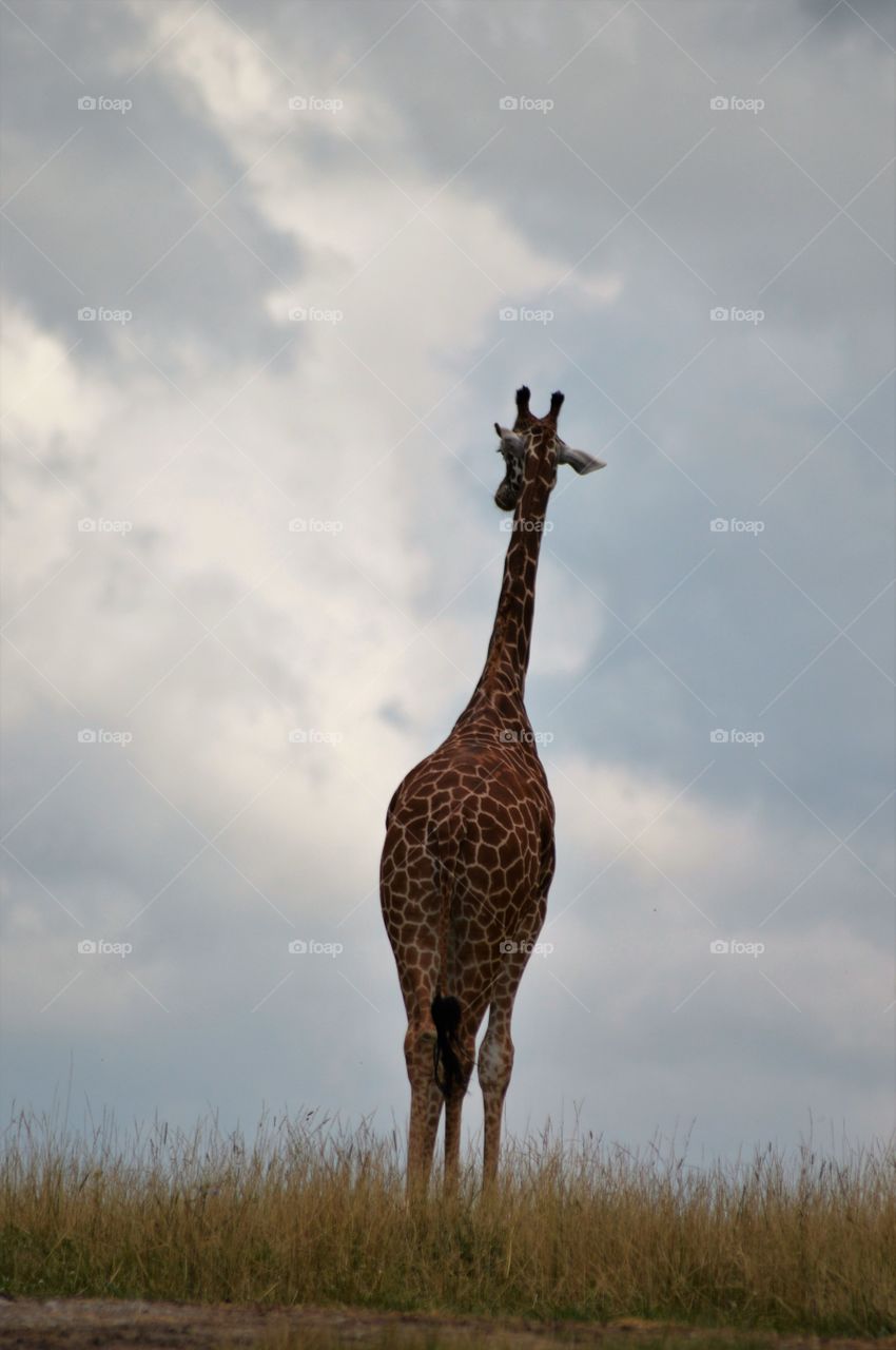 Looking into the field