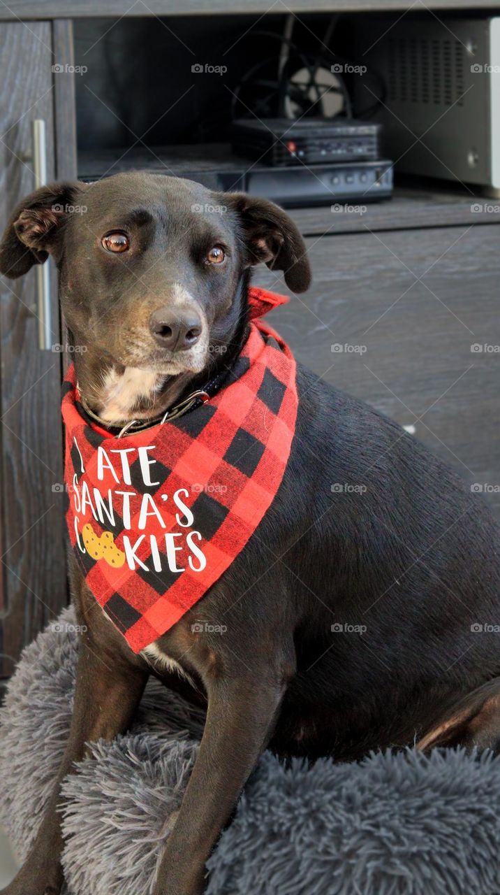 Labrador x Staffy x Christmas