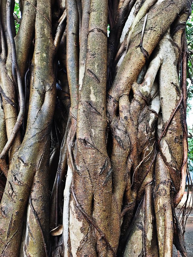 Zeomatry of Nature
at Baniyan Trunk
Amazing Flora 🍀🌱🍀🌿
👁️📷👁️📷