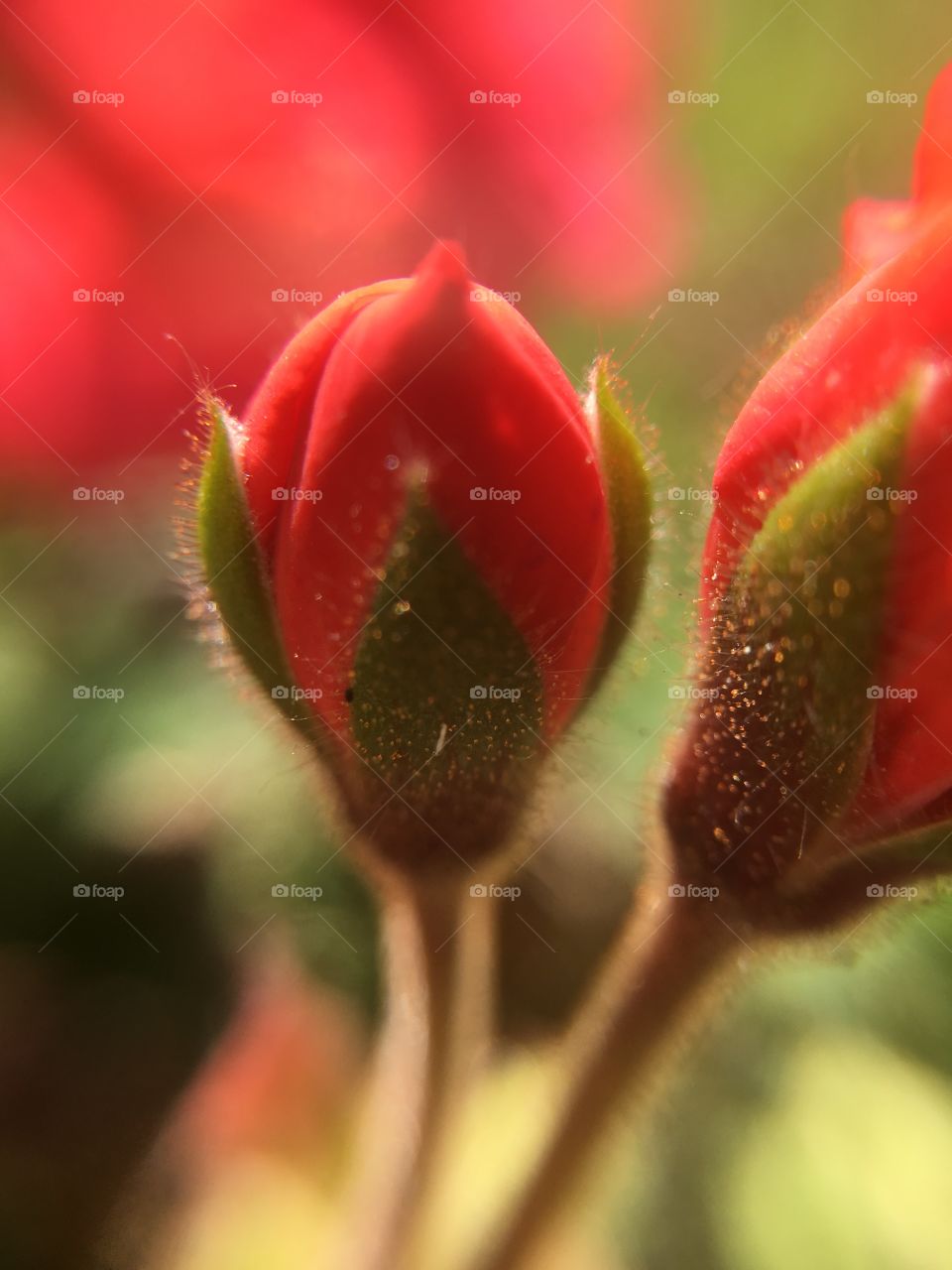 Red geranium bud