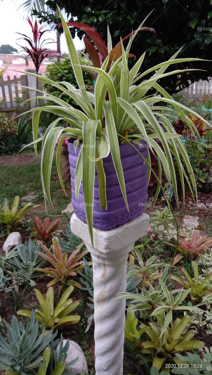 Spider Plant in purple planter