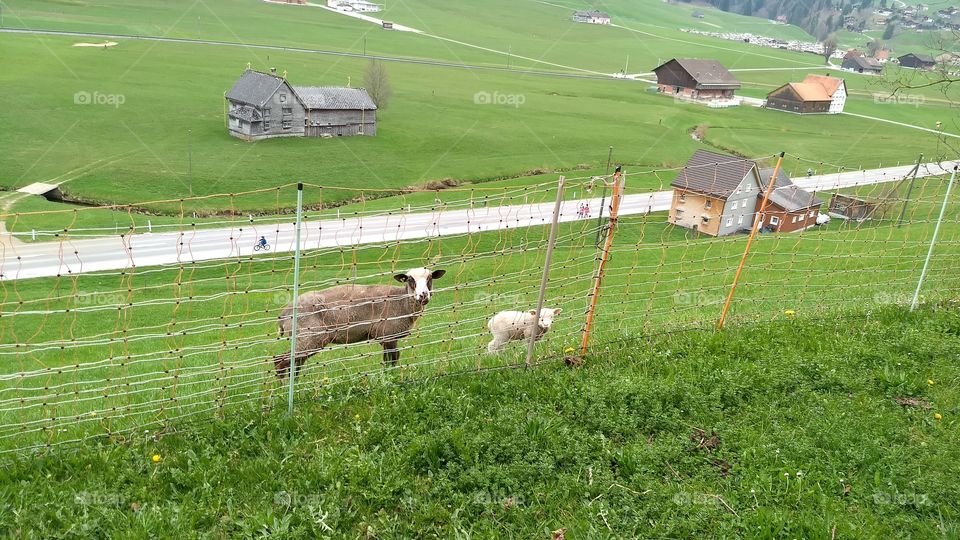 Switzerland cows naturan green village