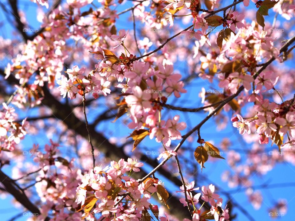 Beautiful cherry blossoms.