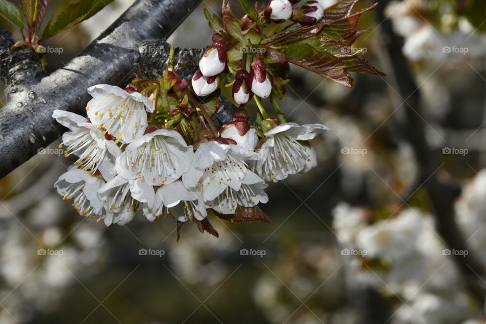 Floración de el valle del Jerte, Extremadura, España