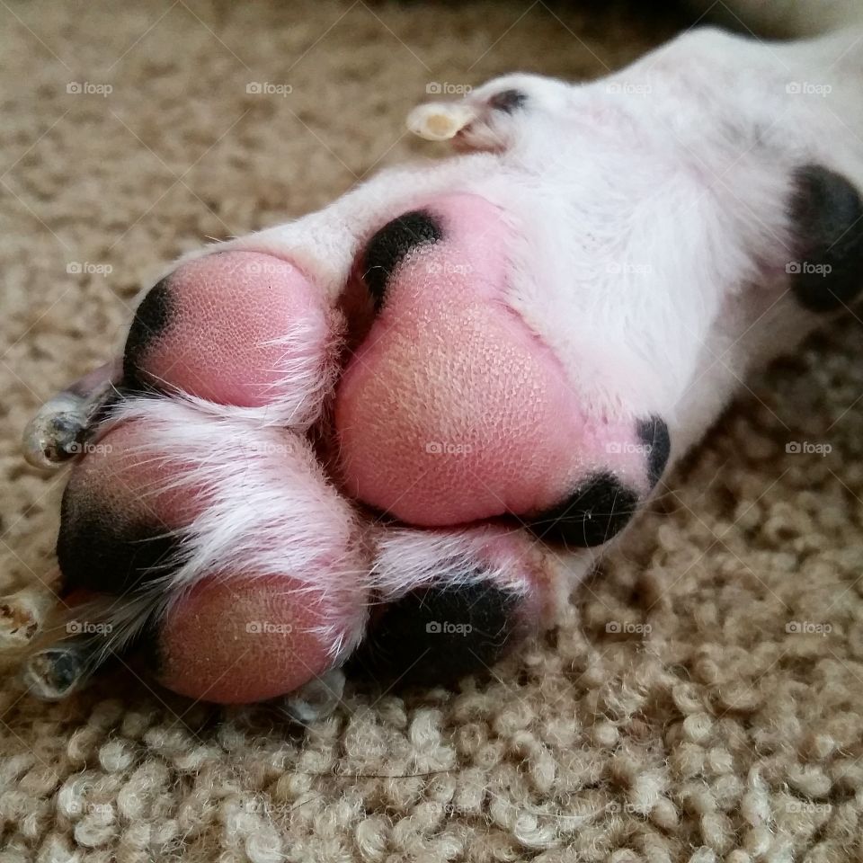 Pied Puppy Paw. Our Pied French Bulldog snoozing with his paw stretched out.