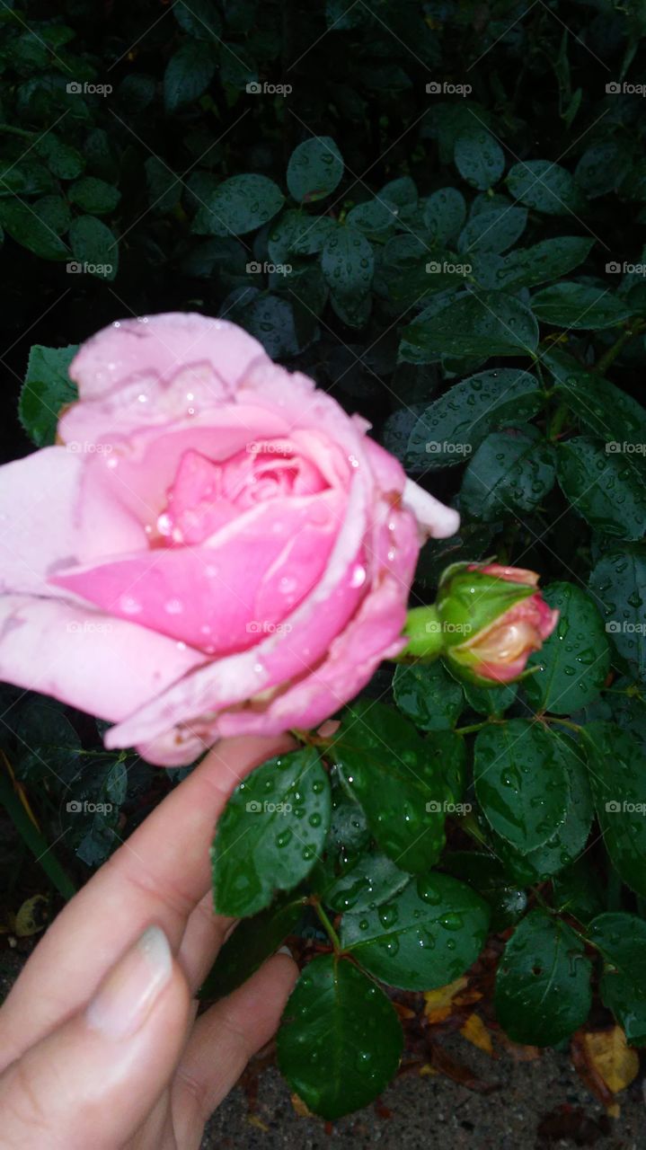 Flower, Rose, Leaf, No Person, Garden