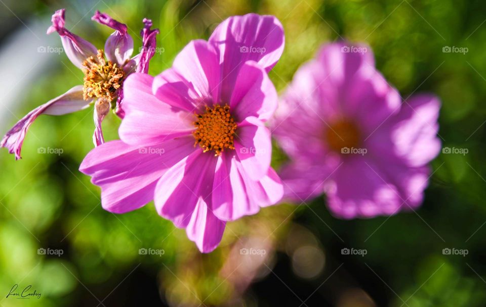 Contrast of Old and New