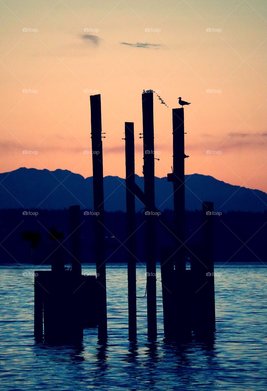 A seagull perches on dock pilings in Commencement Bay while the sun sets over the Olympic Mountain Range. Tacoma, Washington 